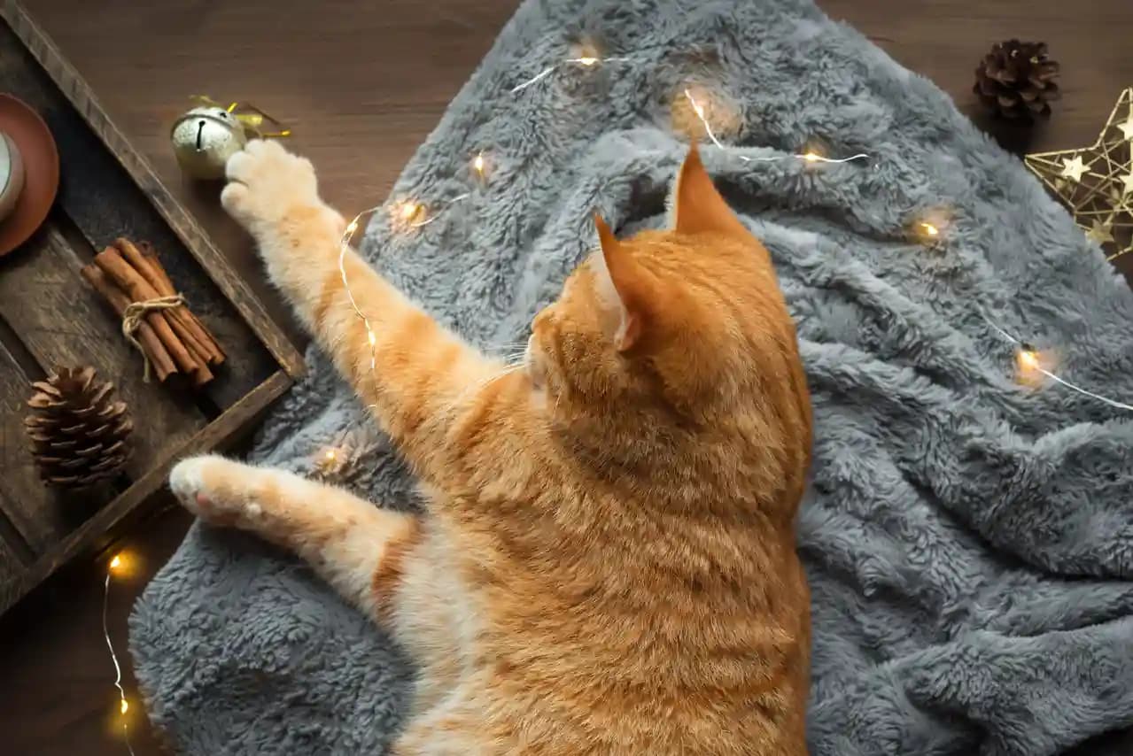 Cat insurance: A guide for cat owners